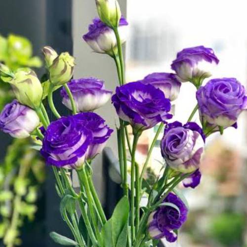 Recent Lottery Winner - Lizziesy