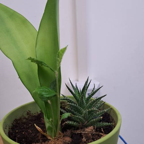 Recent Lottery Winner - SEMYON23