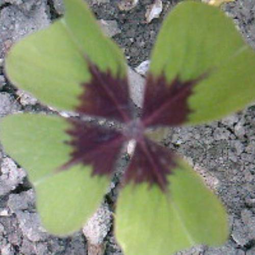 Recent Lottery Winner - ocsilaci