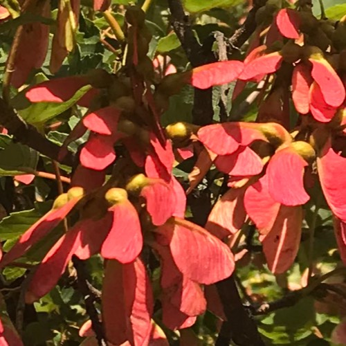 Recent Lottery Winner - flower09