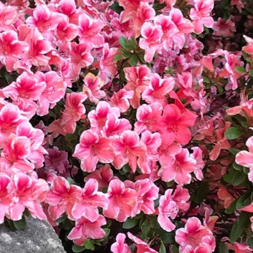 Recent Lottery Winner - flower09