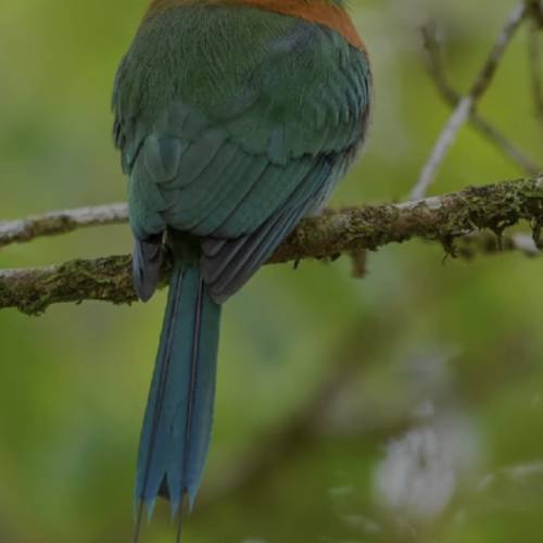 Winner - Kingsolomon