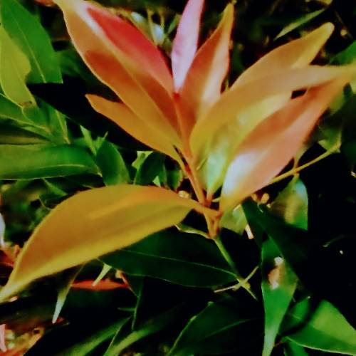 Recent Lottery Winner - Thokalan